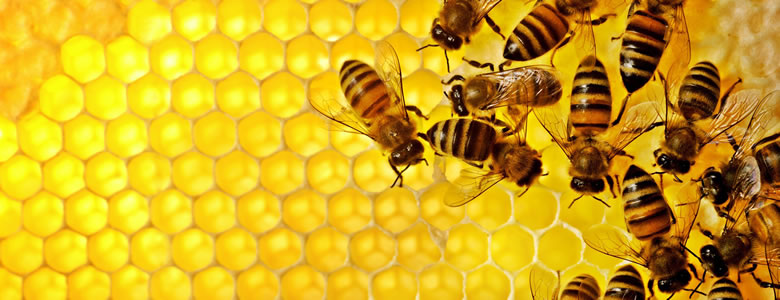 bees honeycomb 780x300